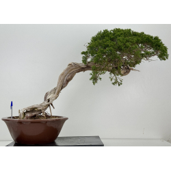 Juniperus sabina -sabina rastrera- A01343