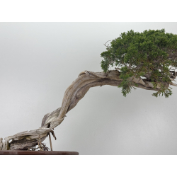 Juniperus sabina A01343 vista 3