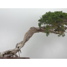 Juniperus sabina -sabina rastrera- bonsái A01343 | Laos Garden