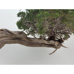Juniperus sabina A01343 vista 4