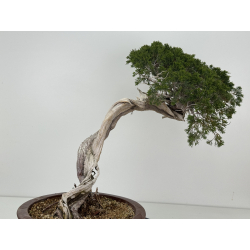 Juniperus sabina A01343 vista 5