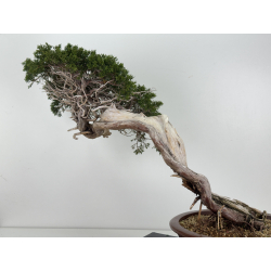 Juniperus sabina A01343 vista 6