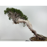 Juniperus sabina -sabina rastrera- bonsái A01343 | Laos Garden