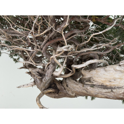 Juniperus sabina A01343 vista 7