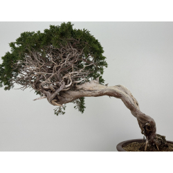 Juniperus sabina A01343 vista 8