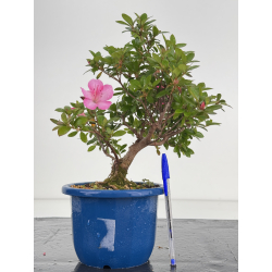 Azalea I-8641