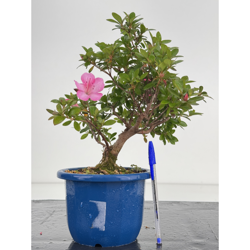 Azalea I-8641