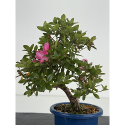 Azalea I-8641 view 3