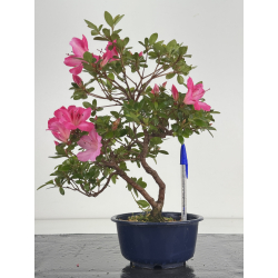 Azalea I-8642