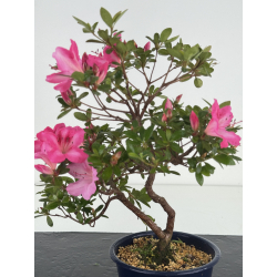Azalea I-8642 view 2