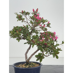 Azalea I-8642 view 3