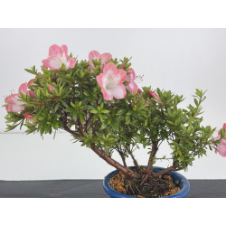 Azalea I-8643 view 2