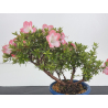 Azalea I-8643 view 2