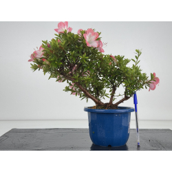 Azalea I-8643