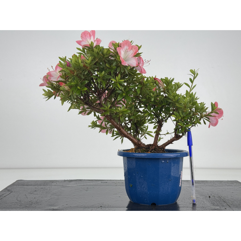 Azalea I-8643