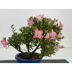 Azalea I-8643 view 3