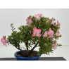 Azalea I-8643 view 3