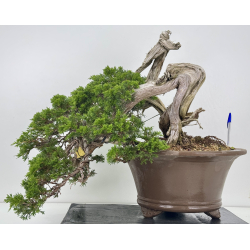 Juniperus sabina -sabina rastrera- A01328