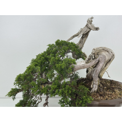 Juniperus sabina -sabina rastrera- A01328 vista 2