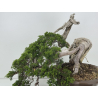 Juniperus sabina -sabina rastrera- A01328 vista 2