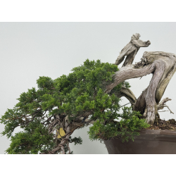 Juniperus sabina -sabina rastrera- A01328 vista 3