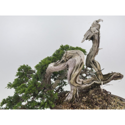Juniperus sabina A01328 view 4