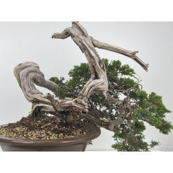 Juniperus sabina -sabina rastrera- A01328 vista 5
