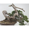 Juniperus sabina -sabina rastrera- A01328 vista 5
