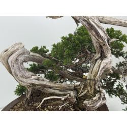 Juniperus sabina -sabina rastrera- A01328 vista 6