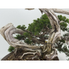 Juniperus sabina A01328 view 6