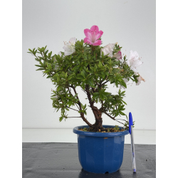 Azalea I-8644