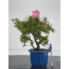 Azalea I-8644