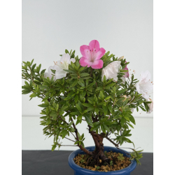 Azalea I-8644 view 2