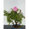 Azalea I-8644 view 2