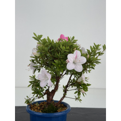 Azalea I-8644 view 3