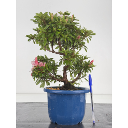 Azalea I-8645