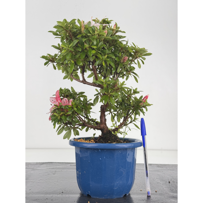 Azalea I-8645