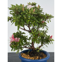 Azalea I-8645 view 2