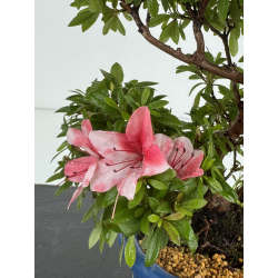 Azalea I-8645 view 3