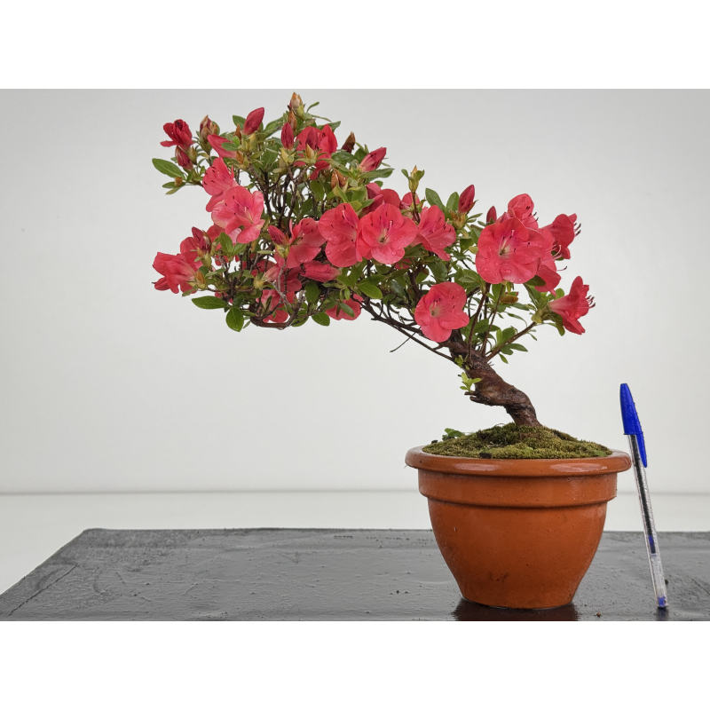 Azalea I-8646