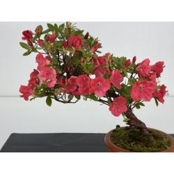 Azalea I-8646 view 2