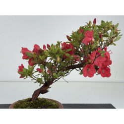 Azalea I-8646 view 3
