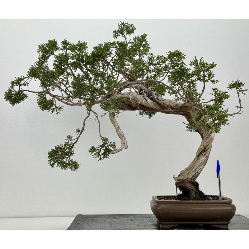 Juniperus sabina A01685
