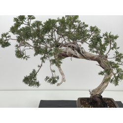 Juniperus sabina -sabina rastrera- A01685 vista 2