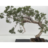 Juniperus sabina -sabina rastrera- A01685 vista 2