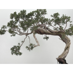 Juniperus sabina A01685 view 3