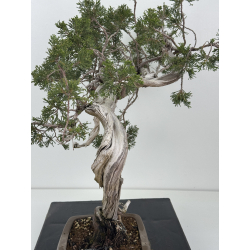 Juniperus sabina A01685 view 5
