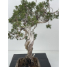 Juniperus sabina A01685 view 5