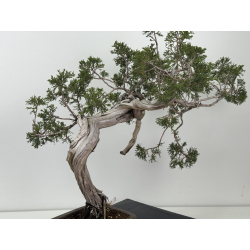 Juniperus sabina -sabina rastrera- A01685 vista 6