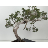 Juniperus sabina A01685 view 6